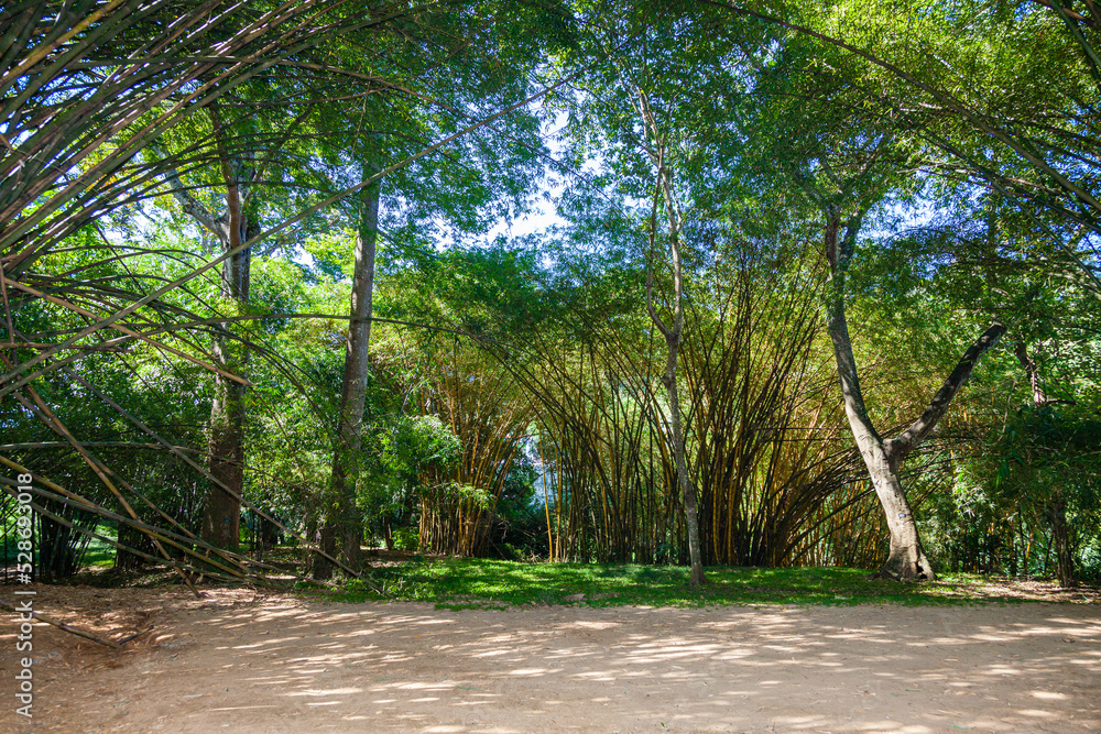 Bamboo jungle in the garden of Kandy on the tropical island of Sri Lanka