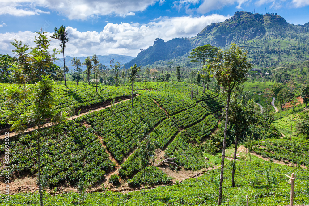 Tea plantations of the island of Sri Lanka surrounded by mountains