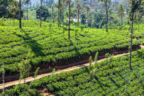 Obraz na płótnie Path through dense green tea plantations of Sri Lanka island w salonie