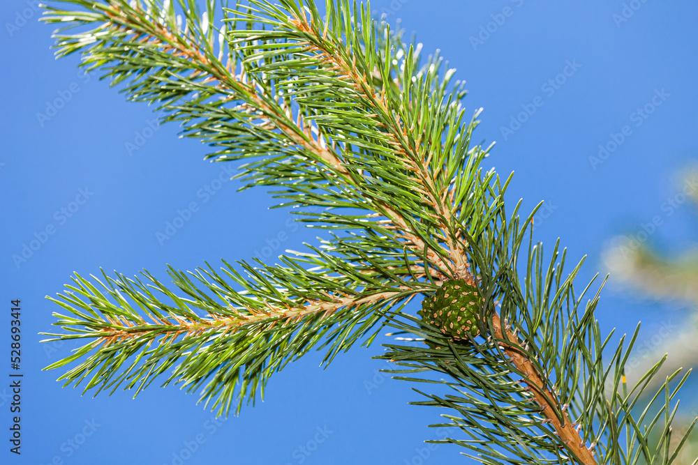 Spring green spruce with young cones, close-up