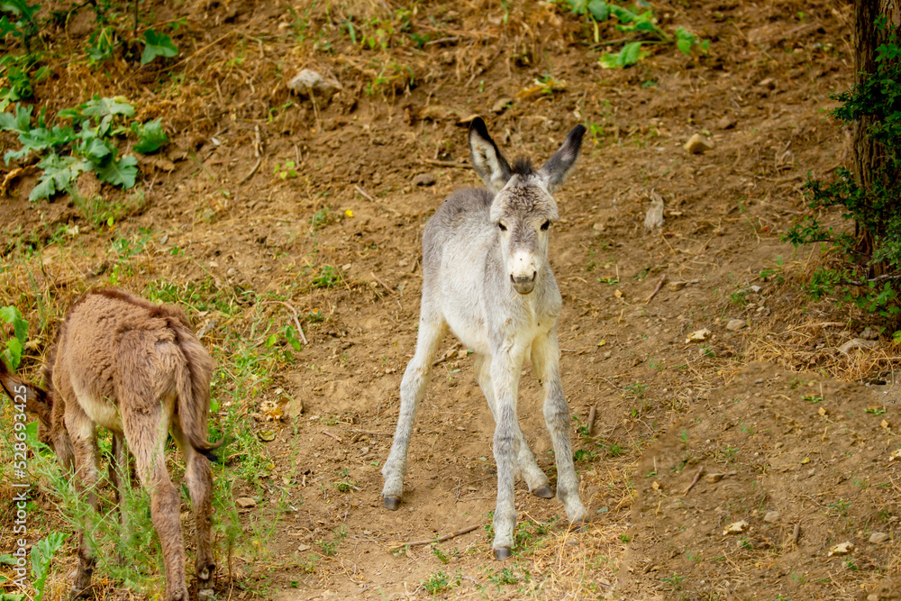 Donkey grazing on a green meadow. Herd of donkeys in the pasture, hardy animals in agriculture. Livestock in the mountains. Donkey grazing on a green meadow. Herd of donkeys in the pasture, hardy animals in agriculture. Livestock in the mountains.