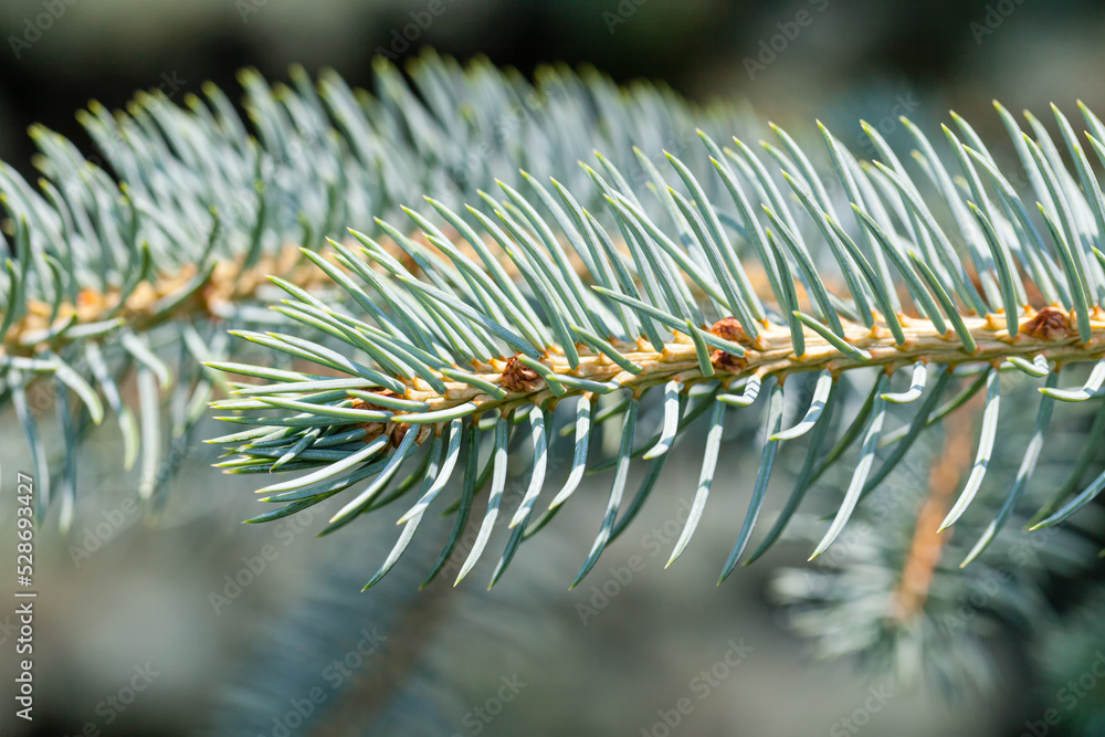 Young shoots of blue spruce, close-up