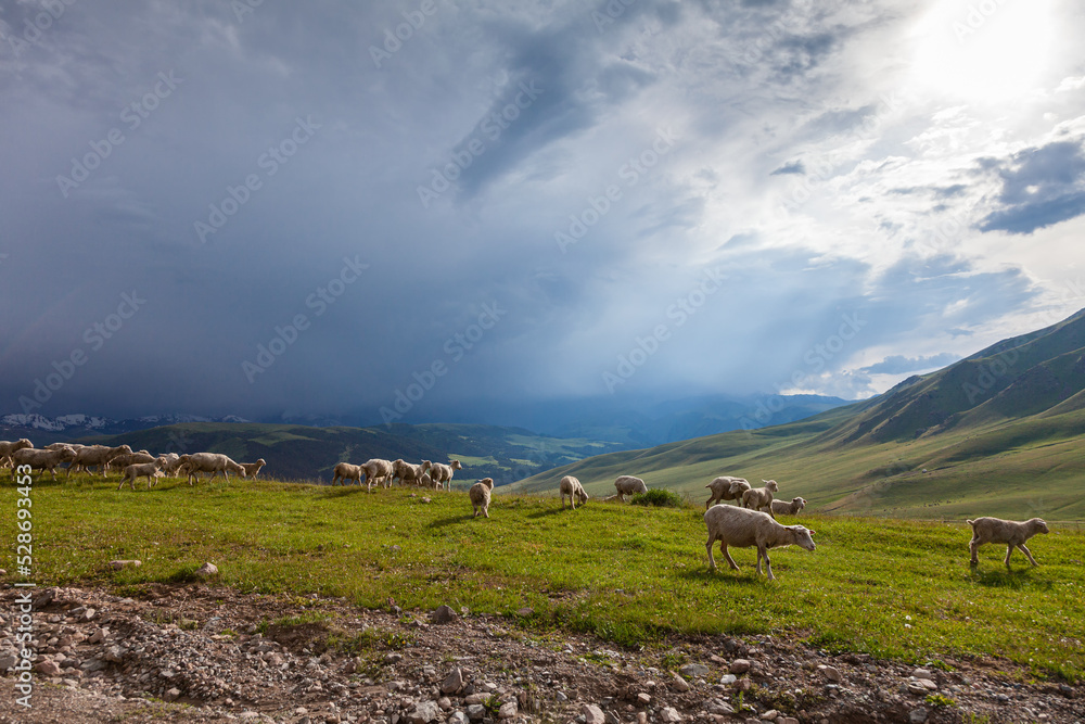 A flock of sheep grazing on the wide green pasture of the unique Assy plateau under thunderclouds