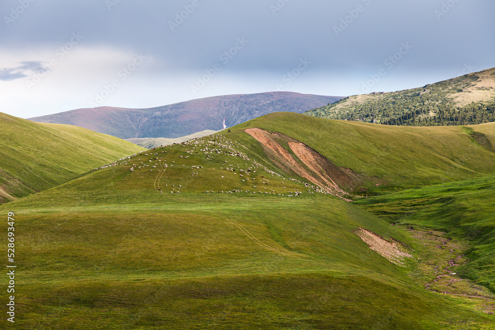 A flock of sheep grazing on the wide green pasture of the Assy plateau under thunderclouds
