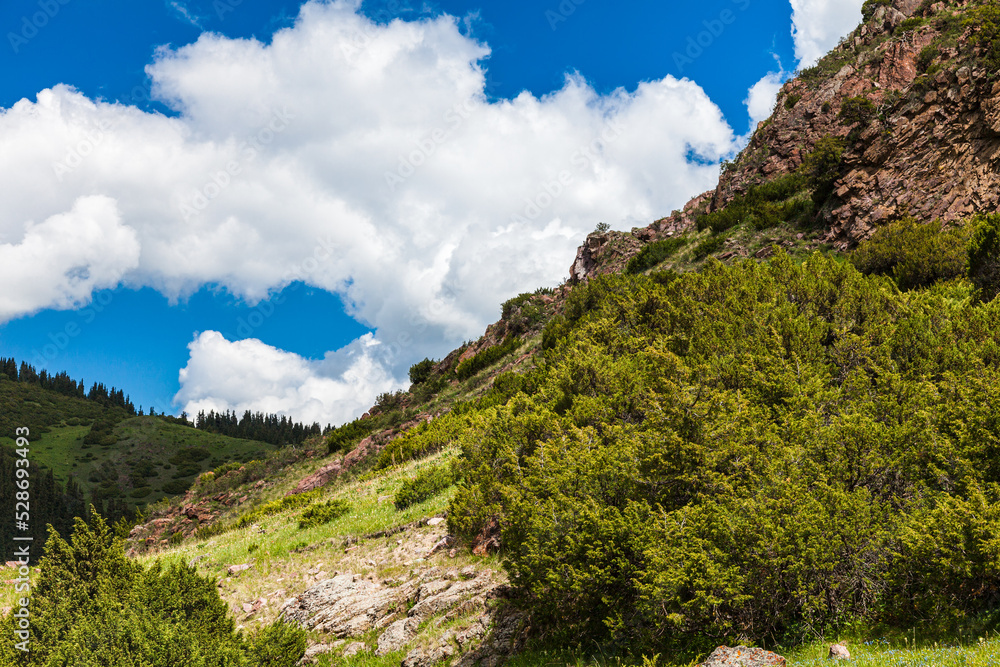Junipers on the Assy plateau under a blue sky with clouds. Asia, Kazakhstan