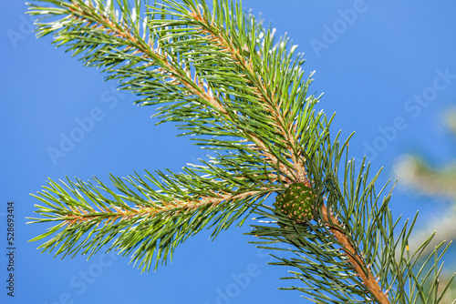 Spring green spruce with young cones, close-up