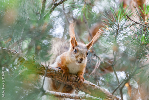 Fluffy beautiful squirrel with a dirty muzzle sits on pine branches