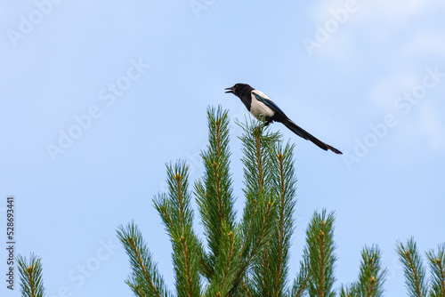 Magpie with an open beak on top of a pine tree