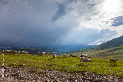 Obraz na płótnie A flock of sheep grazing on the wide green pasture of the unique Assy plateau under thunderclouds w salonie
