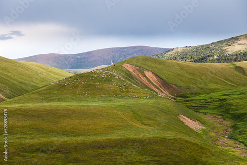 Obraz na płótnie A flock of sheep grazing on the wide green pasture of the Assy plateau under thunderclouds w salonie
