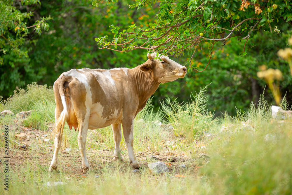 Cows graze on the pasture in the orchard, eating fresh fruits and leaves from the trees. The concept of animal husbandry and organic food. Cows graze on the pasture in the orchard, eating fresh fruits and leaves from the trees. The concept of animal husbandry and organic food.