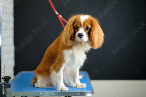 The Cavalier King Charles spaniel dog on the table in front of a black background is tied with a rope to insure against falling off the table