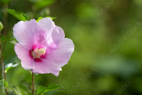 Pink ibiscus flower on nature background.