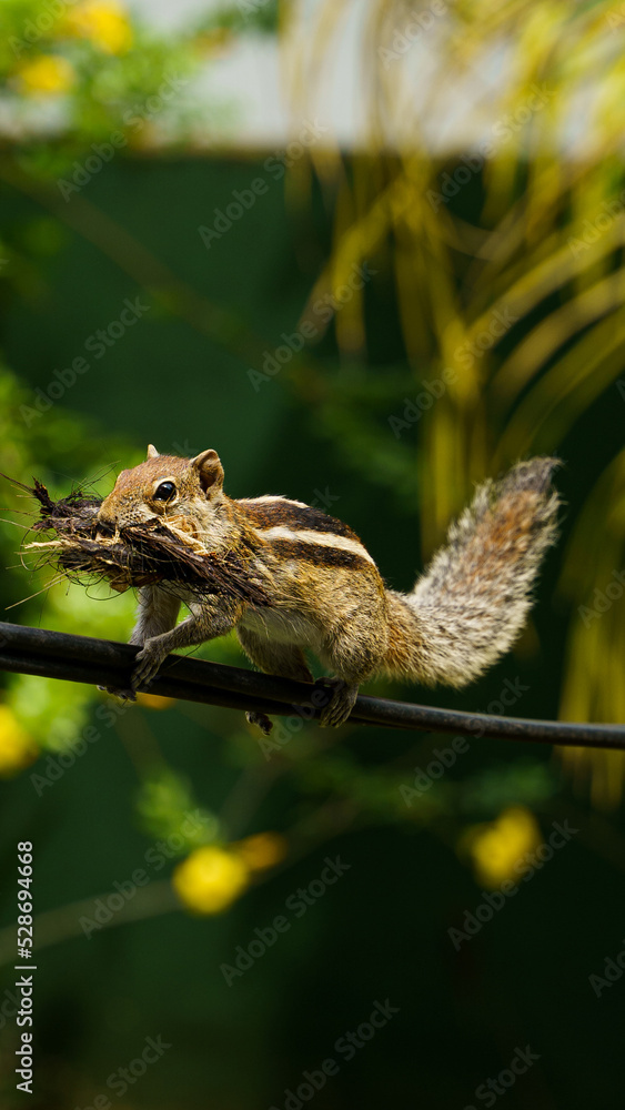 Obraz premium chipmunk building a house