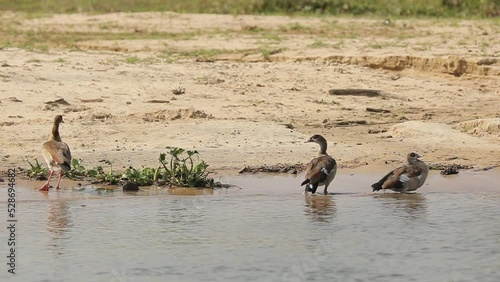 African wild ducks stand in the water of river Nile, 3 ducks looking at camera.. photo