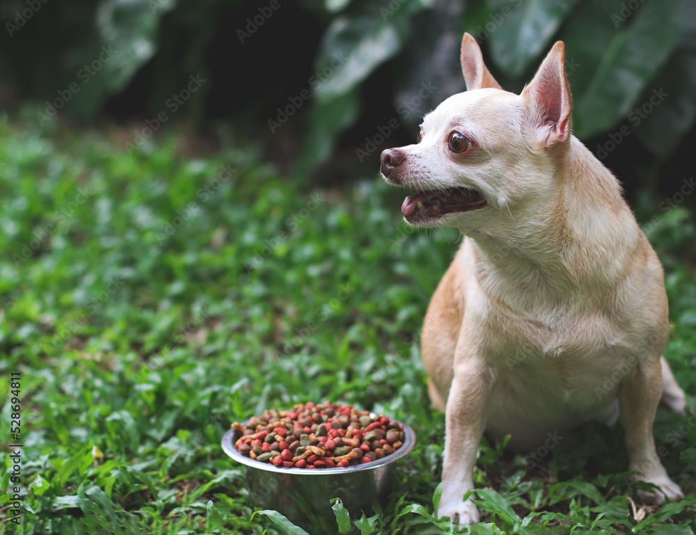 happy and healthy Chihuahua dog sitting on green grass with dog food bowl, looking at copy space curiously.