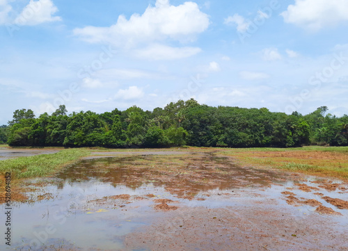 paddy field land after harvest © ABJDesign