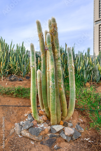 Cleistocactus strausii growing in a flower bed in Santa Cruz de Tenerife, Spain. A bush of tall trunks of a silver torch cactus outdoors in the Canary Islands photo