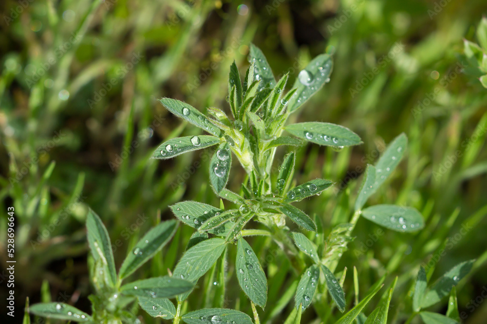 The yellow lucerne (lat. Medicago falcata), of the family Fabaceae, Central Russia. The yellow lucerne (lat. Medicago falcata), of the family Fabaceae, Central Russia.
