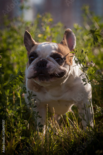 French bulldog in a meadow on a sunny summer clear day