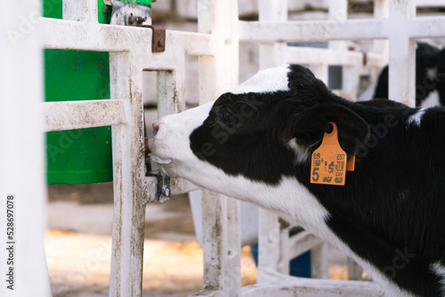 Quadro em tela calf sucking milk from a drinker in a cow farm