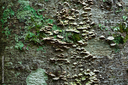 wood mushrooms, moss and lichens on tree bark, background, texture