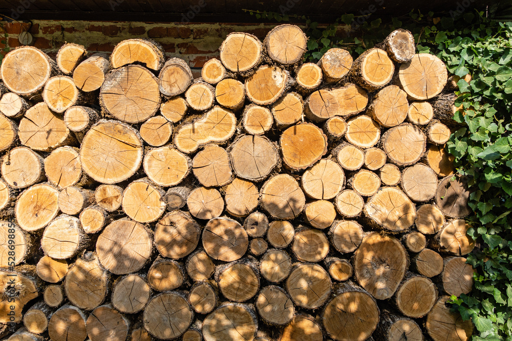 Oak firewood is sawn into stumps and stacked. Alternative and cheap fuel for the stove instead of gas. Close-up of firewood piled up to dry in sun. Texture of oak stumps on cut. Oak firewood is sawn into stumps and stacked. Alternative and cheap fuel for the stove instead of gas. Close-up of firewood piled up to dry in sun. Texture of oak stumps on cut.