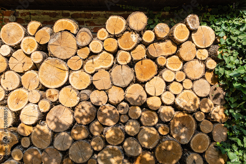 Oak firewood is sawn into stumps and stacked. Alternative and cheap fuel for the stove instead of gas. Close-up of firewood piled up to dry in sun. Texture of oak stumps on cut.