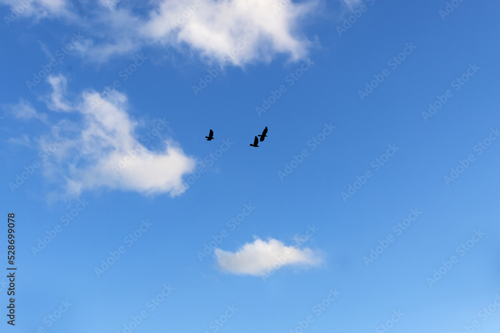 Birds flying in the blue sky . Birds flying in the blue sky .
