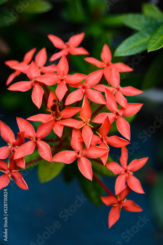 Pohon Asoka or Ixora, Other common names include viruchi, kiskaara, kepale, rangan, kheme, ponna, channtanea, techi, pan, siantan, jarum-jarum, jejarum, jungle flame, jungle geranium photo