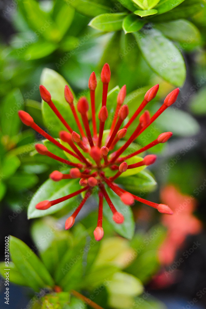 Pohon Asoka or Ixora, Other common names include viruchi, kiskaara, kepale, rangan, kheme, ponna, channtanea, techi, pan, siantan, jarum-jarum, jejarum, jungle flame, jungle geranium