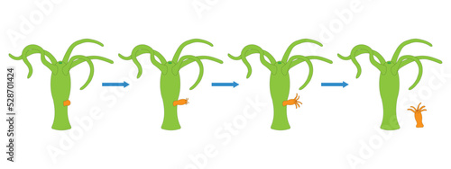 Hydra budding. Asexual Reproduction. Vector ilustration.
