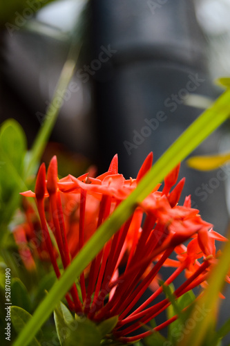 Pohon Asoka or Ixora, Other common names include viruchi, kiskaara, kepale, rangan, kheme, ponna, channtanea, techi, pan, siantan, jarum-jarum, jejarum, jungle flame, jungle geranium photo