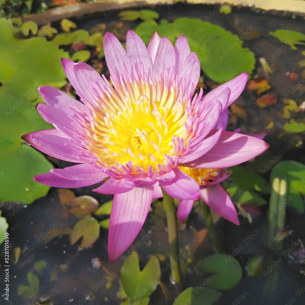 The purple lotus flower blooming on the water presents a beautiful sight to the eye. The purple lotus flower blooming on the water presents a beautiful sight to the eye.