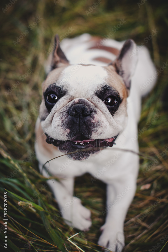 French bulldog in a meadow on a sunny summer clear day