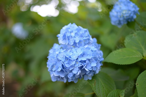 A hydrangea 