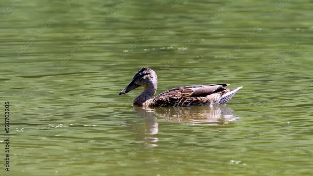 Female Mallard Duck Feeding Upsidedown in a Lake