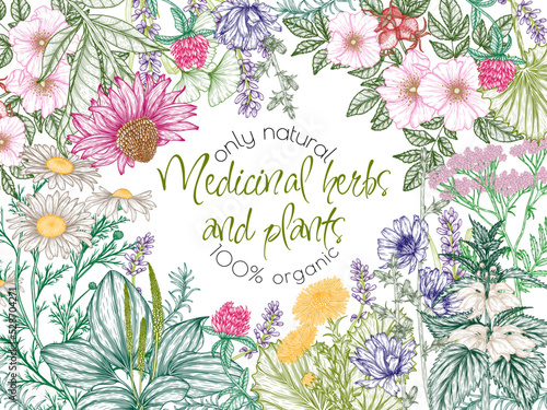 Vector frame of medicinal herbs in engraving style. Linear chamomile, chicory, clover, lavender, plantain, valerian, echinacea, rosehip, coltsfoot, ginkgo, nettle