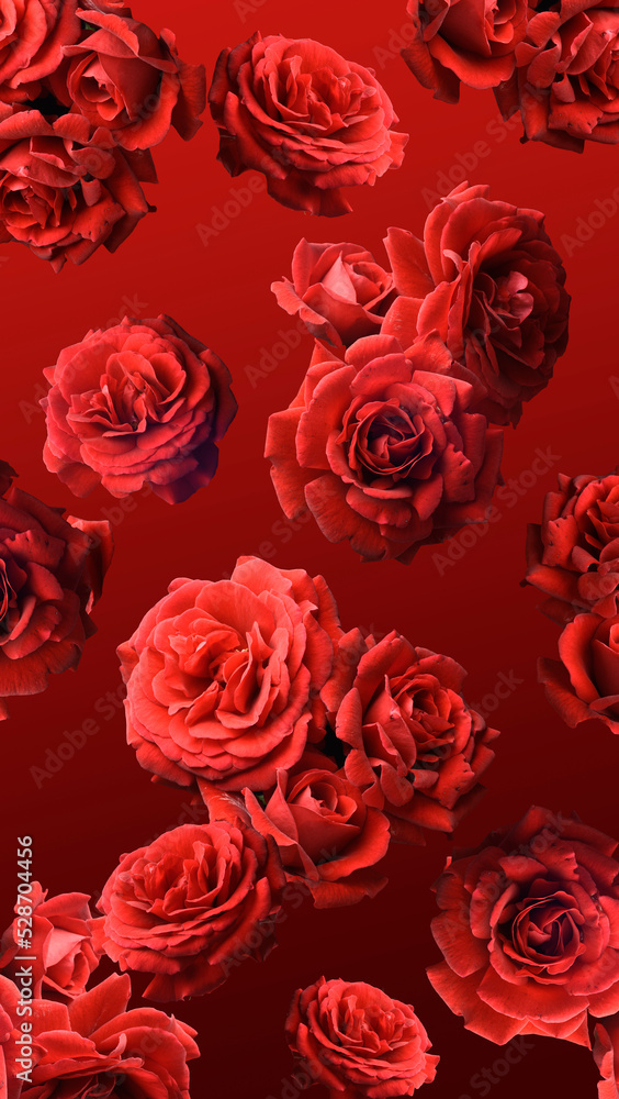 Red roses on a red background, flower buds with red petals, floral background. Red roses on a red background, flower buds with red petals, floral background.