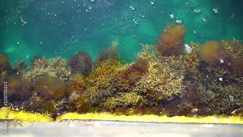 Algae on the stone. Green algae and brown algae on the rocks at a shallow depth sway in the waves. Slow motion. photo
