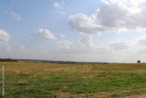 landscape with cows