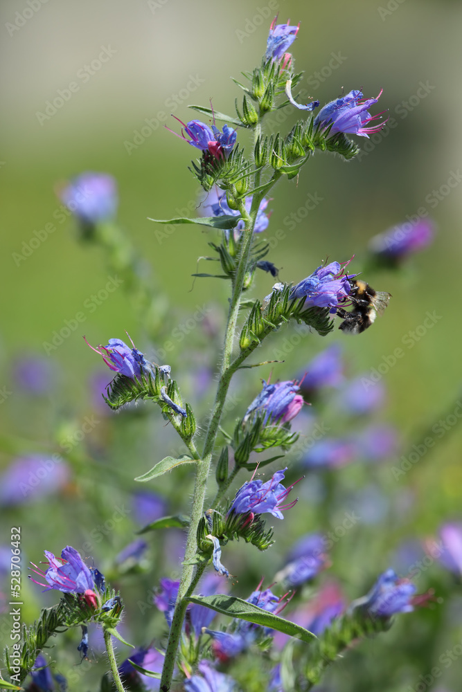 a close-up with a bumblebee on an Echium vulgare flower in Switzerland a close-up with a bumblebee on an Echium vulgare flower in Switzerland