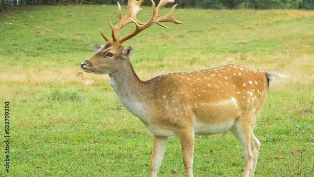 Fallow deer (Dama dama) buck with big horns eating lush green grass, sunny day, wildlife concept, closeup handheld shot Fallow deer (Dama dama) buck with big horns eating lush green grass, sunny day, wildlife concept, closeup handheld shot