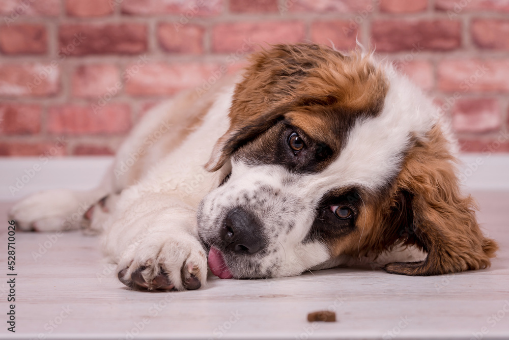 Portrait of St. Bernard Dog Puppy (Saint Bernard) Portrait of St. Bernard Dog Puppy (Saint Bernard)