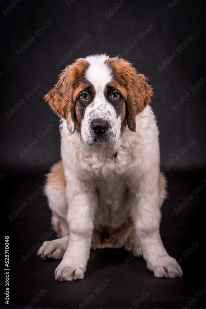 Portrait of St. Bernard Dog Puppy (Saint Bernard) Portrait of St. Bernard Dog Puppy (Saint Bernard)