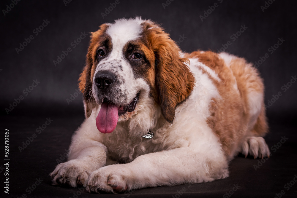 Portrait of St. Bernard Dog Puppy (Saint Bernard)