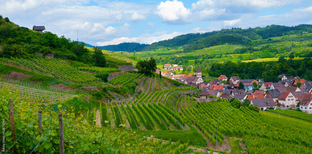 Weinberge Reben 