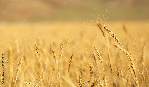 Wheat field on a sunny day. Grain farming  ears of wheat close-up. Agriculture  growing food products.