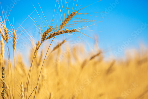 Wheat field against the blue sky. Grain farming, ears of wheat close-up. Agriculture, growing food products.