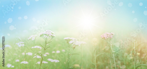 Summer background in green-blue pastel colors with blooming yarrow (Achillea millefolium). © ss404045